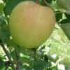Shizuka Apple -Home Fruit Tree shizuka