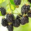 Cascade Blackberry -Home Fruit Tree shutterstock 1006064419 1 scaled