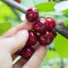 Combination Cherry Tree (3 Varieties) -Home Fruit Tree shutterstock 105168959 8473009e abb8 4947 b041 6a8af1495524 1