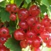 Gloire De Sablons Pink Currant -Home Fruit Tree shutterstock 1130805380 1