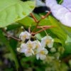 Male Hardy Kiwi 1 Male Hardy Kiwi -Home Fruit Tree shutterstock 1133568533 1