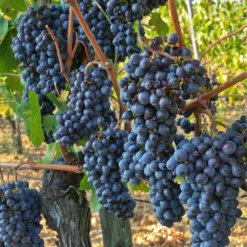 Jupiter Seedless Grape