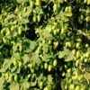 Willamette Hops 1 Willamette Hops -Home Fruit Tree shutterstock 113807377 1 scaled