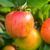 Tompkins King Apple Tree 2 Tompkins King Apple Tree -Home Fruit Tree shutterstock 1175334706 1 scaled