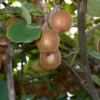 Saanichton Fuzzy Kiwi -Home Fruit Tree shutterstock 1256467078 1 scaled