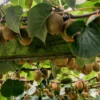 Hayward Fuzzy Kiwi -Home Fruit Tree shutterstock 1267709179 1 scaled
