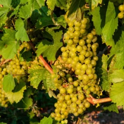 Madeleine Angevine Grape