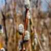French Pussywillow -Home Fruit Tree shutterstock 1291035757 1
