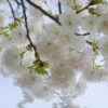 Mt. Fuji Flowering Cherry -Home Fruit Tree shutterstock 1372338206 1