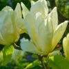 Elizabeth Magnolia 1 Elizabeth Magnolia -Home Fruit Tree shutterstock 1383157025 1