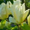 Elizabeth Magnolia 2 Elizabeth Magnolia -Home Fruit Tree shutterstock 1383157025 1 scaled