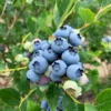 Jersey Blueberry
