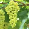 Aurore Grape -Home Fruit Tree shutterstock 144385198 bb2cfcbf 4aee 4c5f a572 65ec09d20570 1