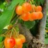 White Gold Cherry 2 White Gold Cherry -Home Fruit Tree shutterstock 1446390275 1 scaled