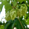 Centennial Hops -Home Fruit Tree shutterstock 1471685276 1 scaled