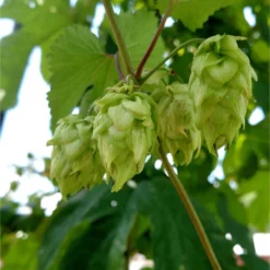 Centennial Hops