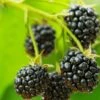 Cascade Trailing Blackberry -Home Fruit Tree shutterstock 150412592 1