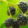 Cascade Trailing Blackberry 2 Cascade Trailing Blackberry -Home Fruit Tree shutterstock 150412592 1 scaled