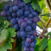 Campbell's Early Grape 1 Campbell's Early Grape -Home Fruit Tree shutterstock 1524501632 1 scaled