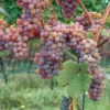 Gewurtztraminer Wine Grape 2 Gewurtztraminer Wine Grape -Home Fruit Tree shutterstock 154690013 1 scaled