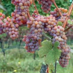 Gewurtztraminer Wine Grape