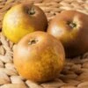 Egremont Russet Apple 2 Egremont Russet Apple -Home Fruit Tree shutterstock 1548607520 1