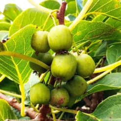 Dumbarton Oaks Hardy Kiwi