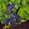 Pinot Precoce Grape 1 Pinot Precoce Grape -Home Fruit Tree shutterstock 1622669122 1