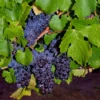 Pinot Precoce Grape 2 Pinot Precoce Grape -Home Fruit Tree shutterstock 1622669122 1 scaled