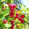 Dolgo Crabapple -Home Fruit Tree shutterstock 1664375074 1