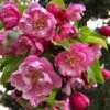 Pink Cloud Crabapple -Home Fruit Tree shutterstock 1689034981 1