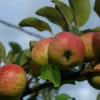 Rubinette Apple -Home Fruit Tree shutterstock 1700562049 1 scaled