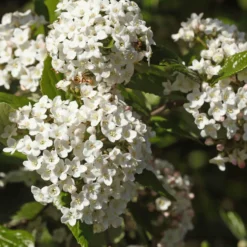 Alpha Burkwood Viburnum