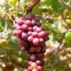 Flame Seedless Grape 2 Flame Seedless Grape -Home Fruit Tree shutterstock 2104746380 1