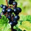 Prince Consort Black Currant -Home Fruit Tree shutterstock 219100882 1