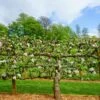 2 Tier Apple Espalier Combo Tree (2 Varieties) 2 2 Tier Apple Espalier Combo Tree (2 Varieties) -Home Fruit Tree shutterstock 310804814 1