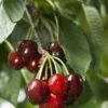Carmine Jewel Cherry -Home Fruit Tree shutterstock 34094560 1