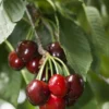 Carmine Jewel Cherry 1 Carmine Jewel Cherry -Home Fruit Tree shutterstock 34094560 1 scaled