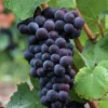 Pinot Noir #374 Grape -Home Fruit Tree shutterstock 37195030 1 scaled