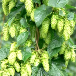 Tettnang Hops