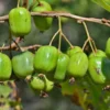 Annanasnaja Hardy Kiwi 1 Annanasnaja Hardy Kiwi -Home Fruit Tree shutterstock 490115617 1 scaled