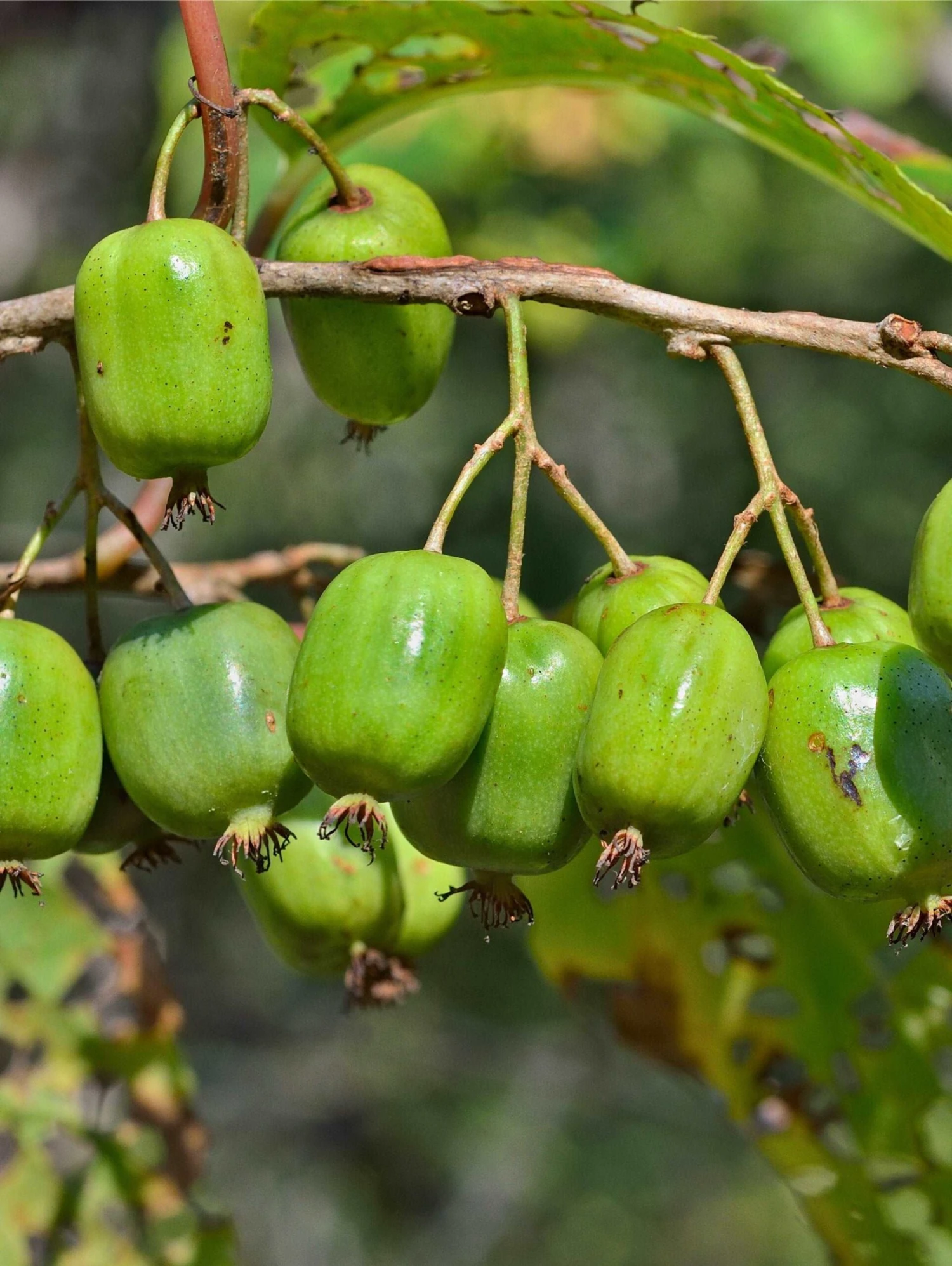 Annanasnaja Hardy Kiwi 3 Annanasnaja Hardy Kiwi