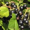 Hill's Kiev Select Black Currant -Home Fruit Tree shutterstock 49326529 1