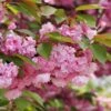 Kwanzan Flowering Cherry 2 Kwanzan Flowering Cherry -Home Fruit Tree shutterstock 70266937 kwanzan blossoms 2 1