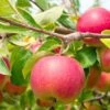 Cherry Cox Apple 2 Cherry Cox Apple -Home Fruit Tree shutterstock 73154578 1