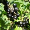 Belaruskaja Black Currant -Home Fruit Tree shutterstock 738221188 1