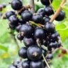 Risager Black Currant 1 Risager Black Currant -Home Fruit Tree shutterstock 75304882 1