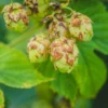 Nugget Hops -Home Fruit Tree shutterstock 775507207 1 scaled