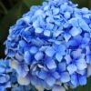 Forever Blue Hydrangea -Home Fruit Tree shutterstock 90050737 1