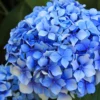 Forever Blue Hydrangea 1 Forever Blue Hydrangea -Home Fruit Tree shutterstock 90050737 1 scaled